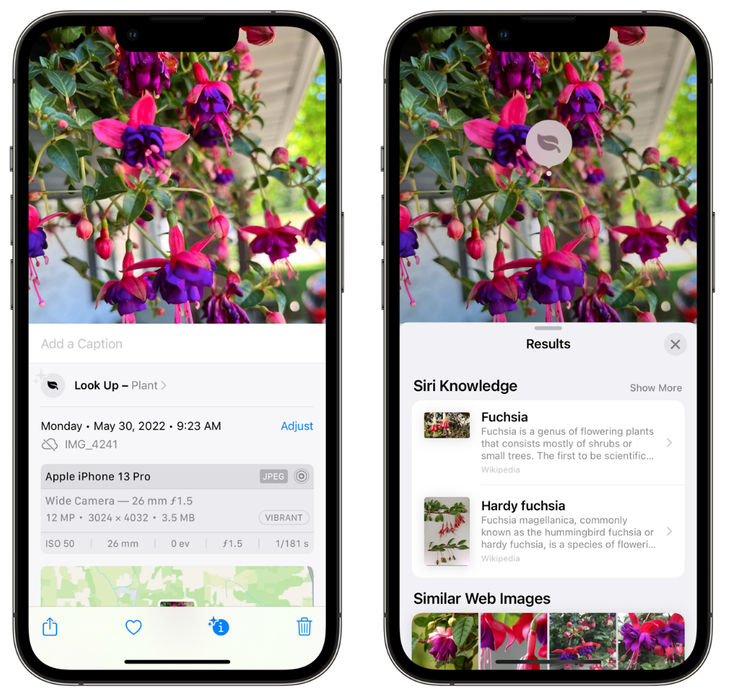 昌吉苹果手机维修分享小技巧：使用 iPhone 相机识别花卉植物 